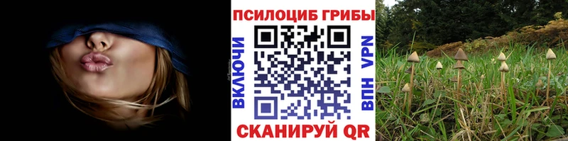 Псилоцибиновые грибы мухоморы  хочу наркоту  Курганинск 